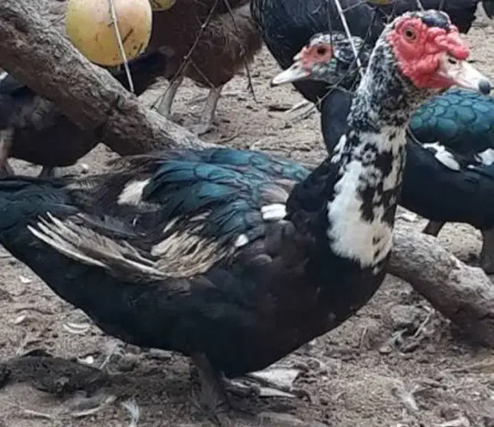 فروش اردک اسراییلی و غاز محلی با کمترن قیمت|حیوانات مزرعه|رضوانشهر, |دیوار