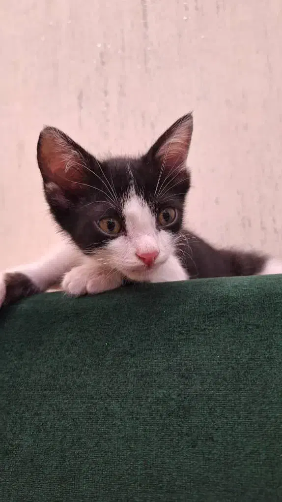 واگذاری گربه|گربه|رشت, حسین آباد|دیوار