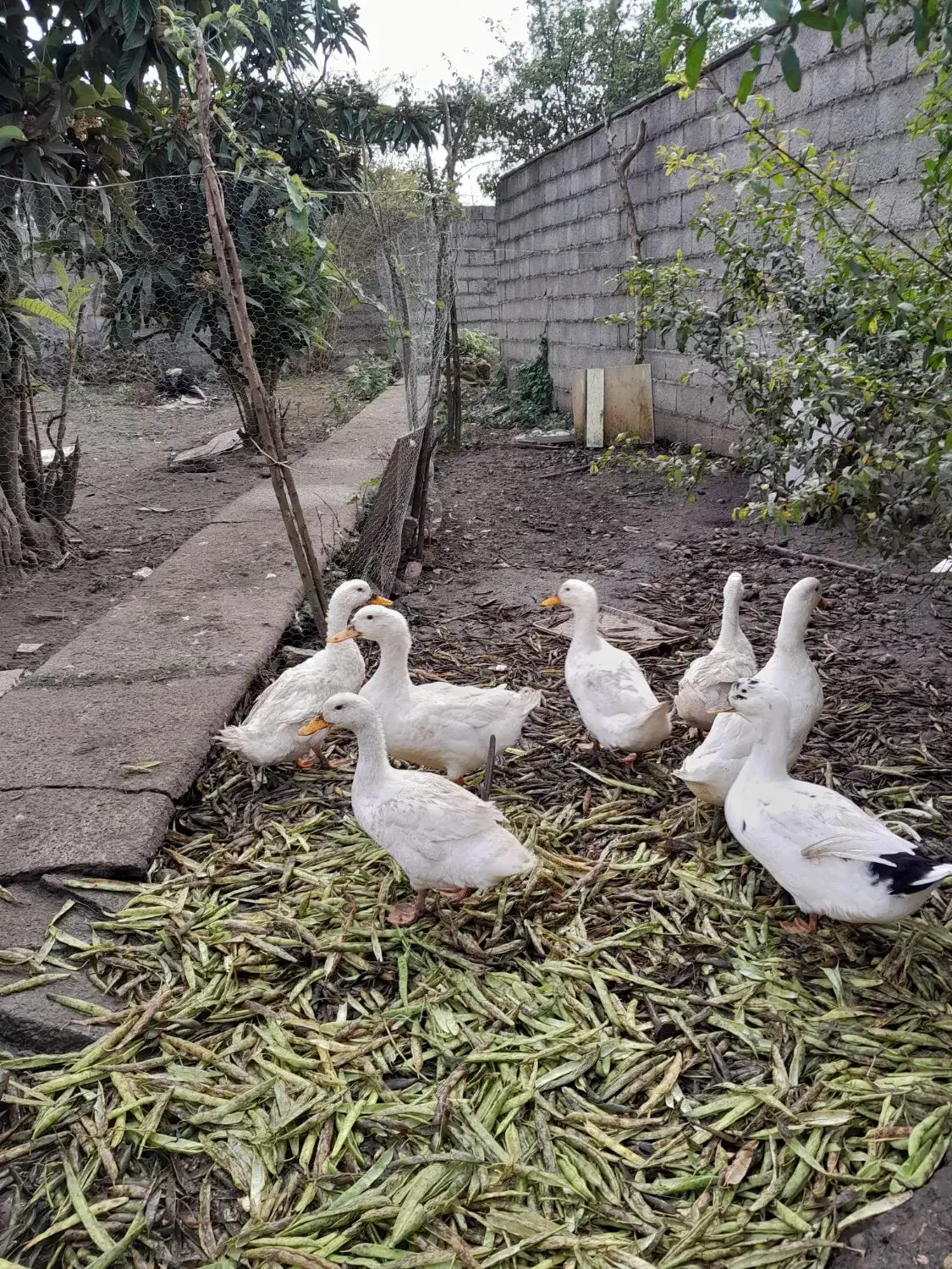 اردک گوشتی|حیوانات مزرعه|رشت, فخب|دیوار