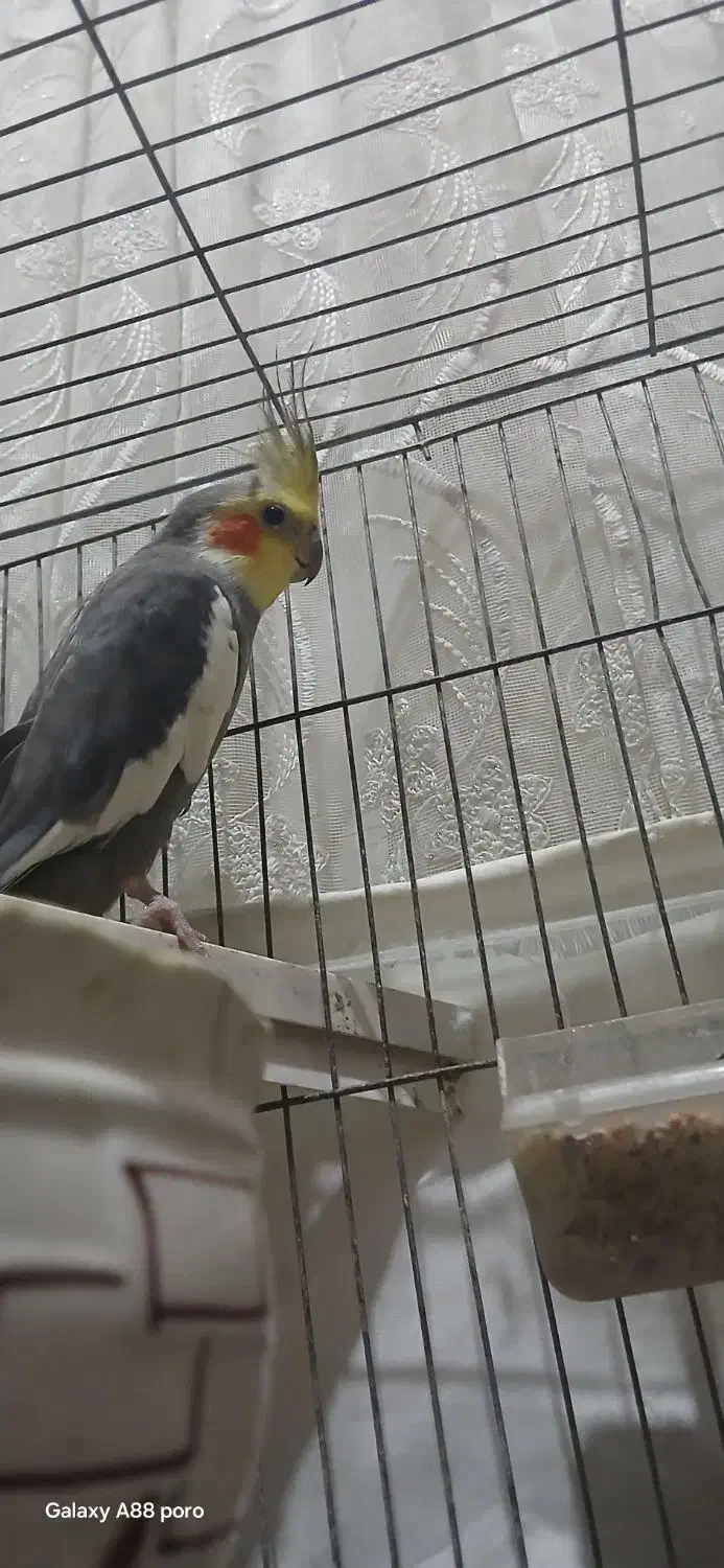 عروس هلندی|پرنده|رشت, سلیمانداراب|دیوار