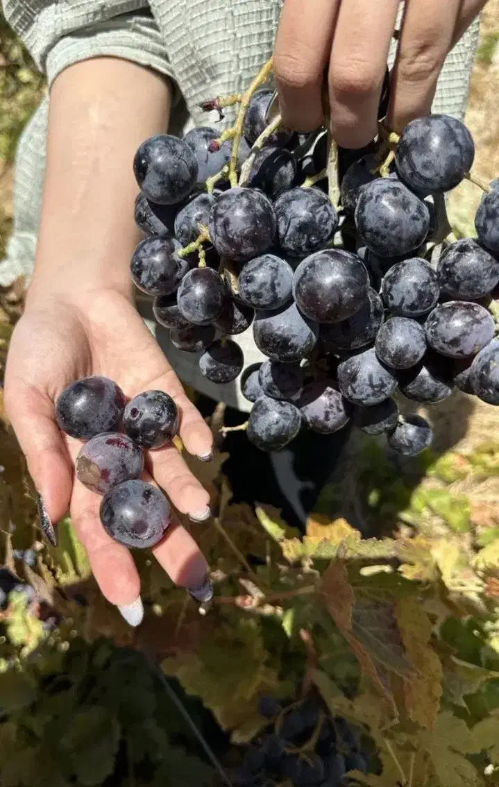 فروش نهال با ارقام های درجه 1|خدمات باغبانی و درختکاری|آذرشهر, |دیوار