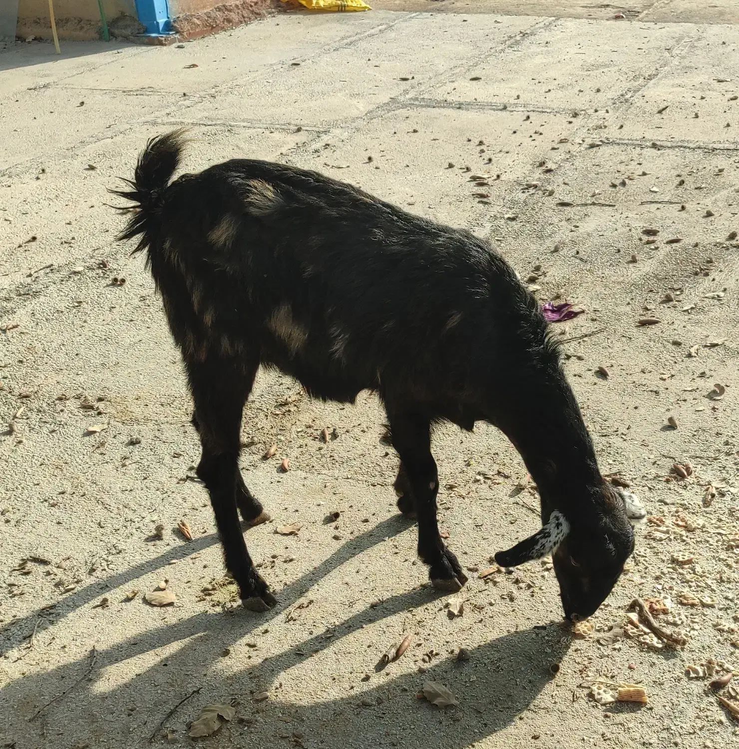 بز دوقلو زا نژاد دار یکماه ابستن|حیوانات مزرعه|ایلام, |دیوار