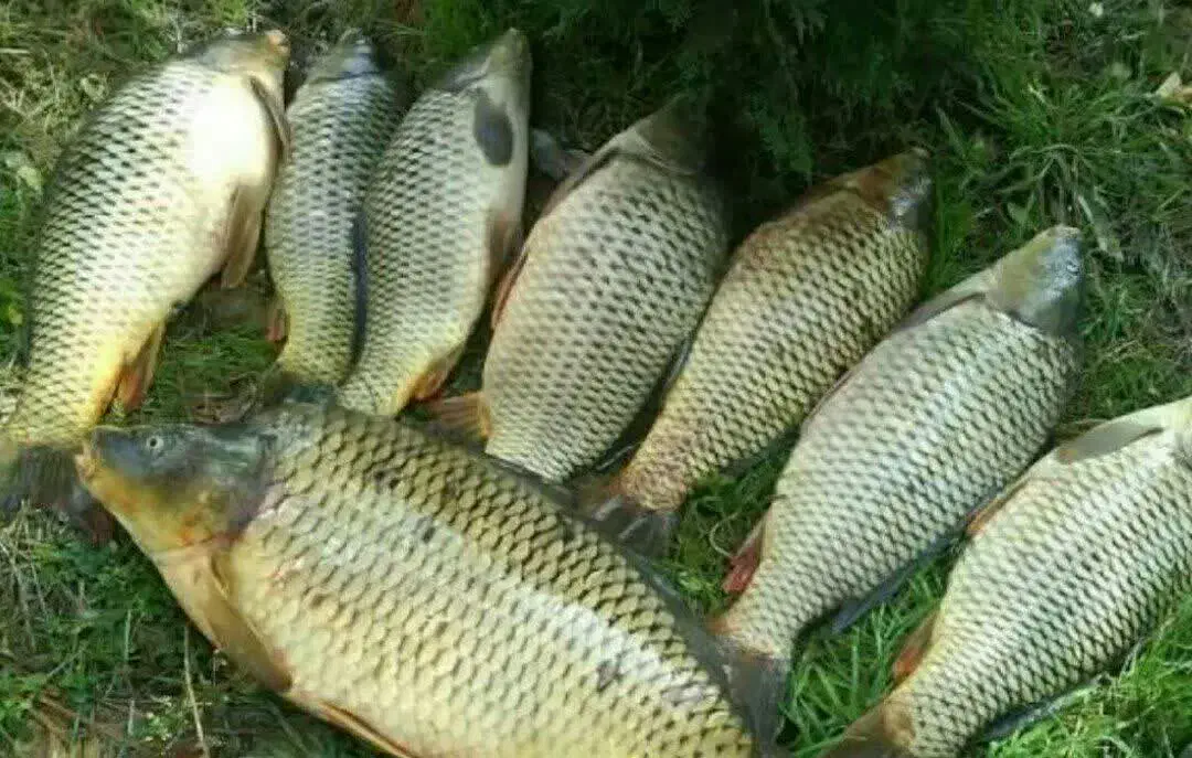 فروش ماهی کپوروآموربصورت کلی|ماهی|داورزن, |دیوار