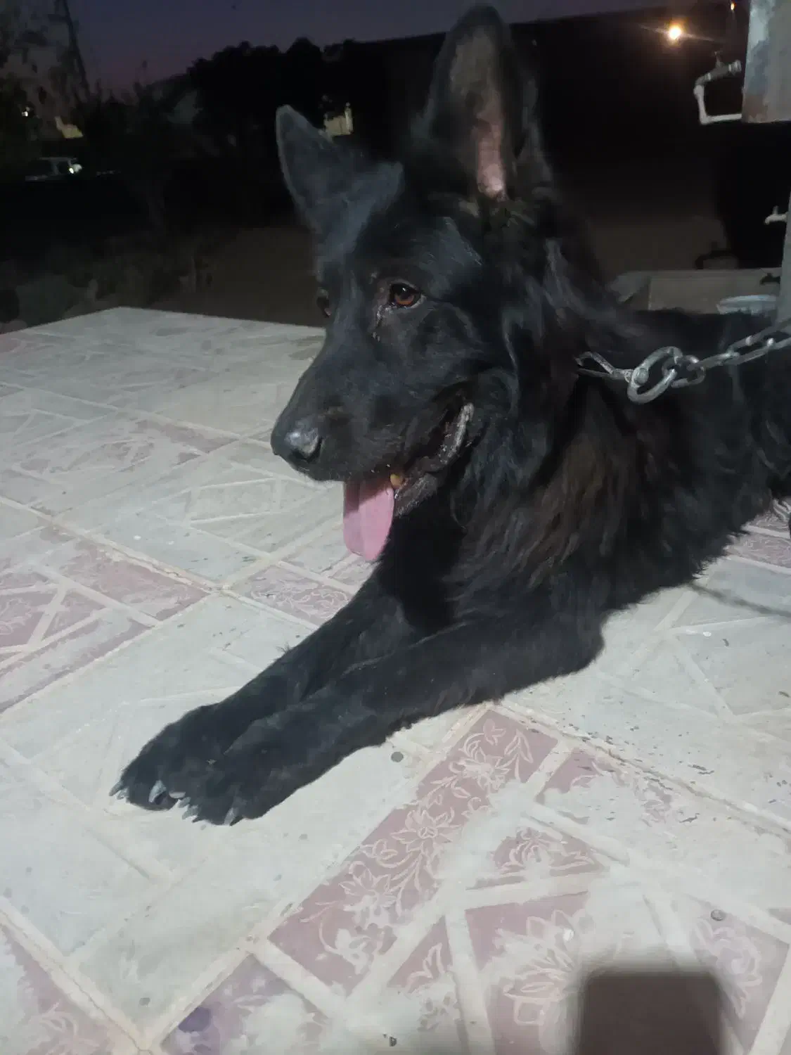 سگ شپربلک موبلند نر|سگ|تربتحیدریه, پائین ولایت|دیوار