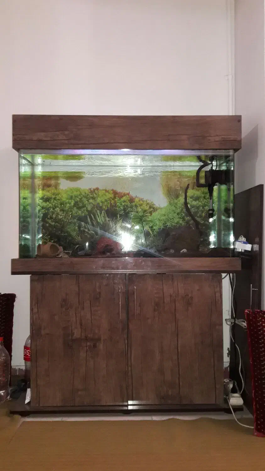 اکواریوم شیشه خم|ماهی|کرج, مصباح|دیوار