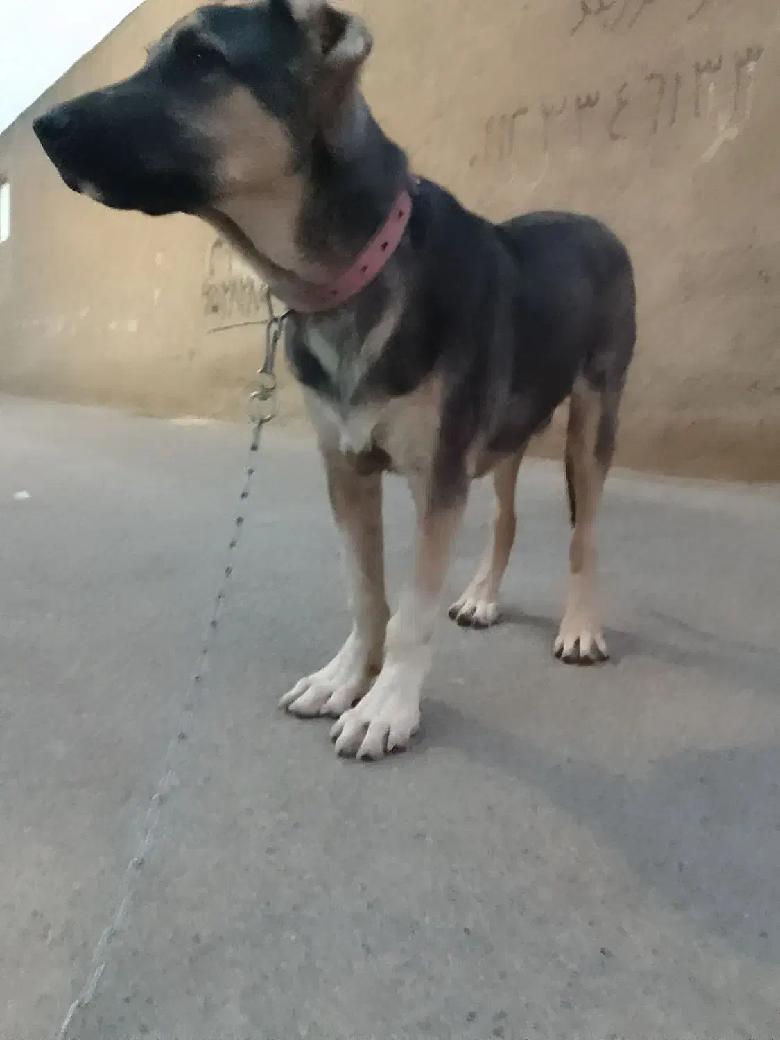 توله سگ ۵ ماهه|سگ|کرج, گلشهر|دیوار