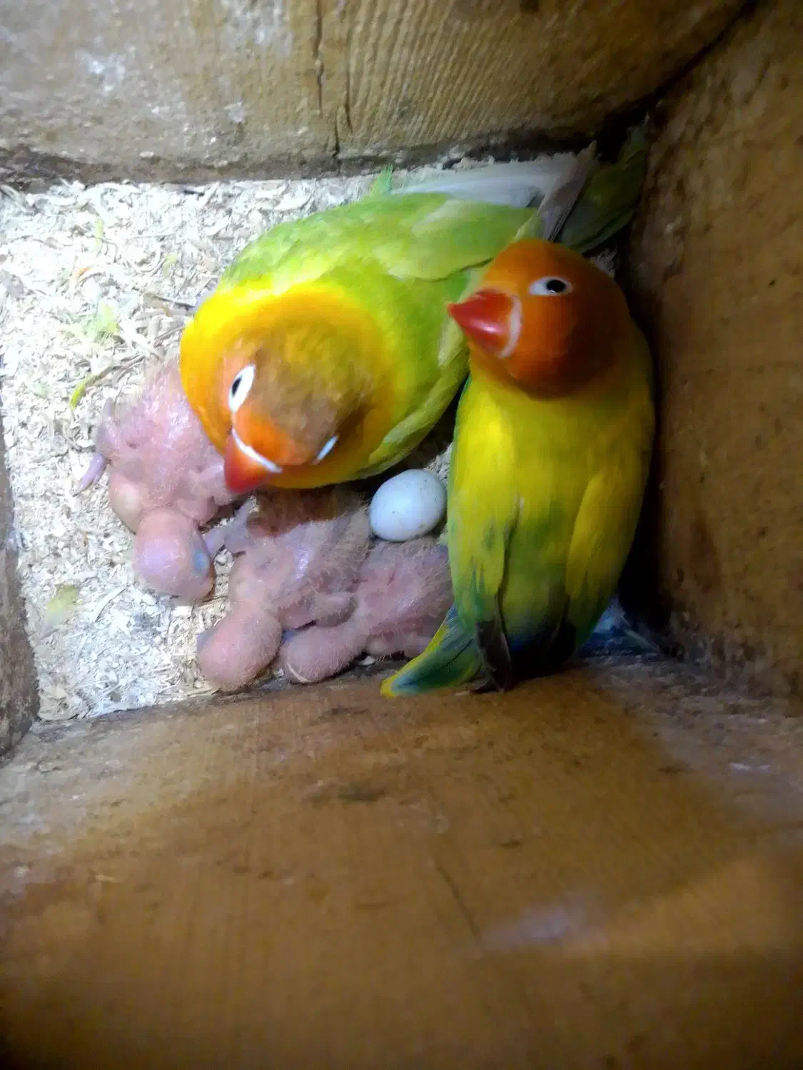 طوطی برزیلی از سر لاک تا بالغ|پرنده|رشت, انصاری|دیوار