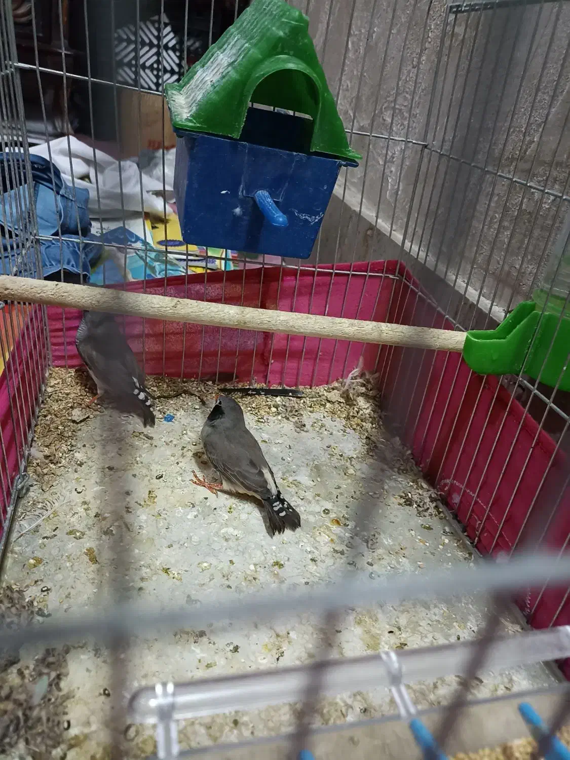 جفت فنچ کینگ|پرنده|کازرون, |دیوار