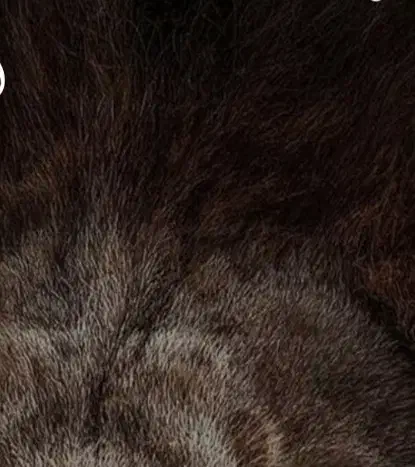 سگ.|سگ|تهران, توحید|دیوار