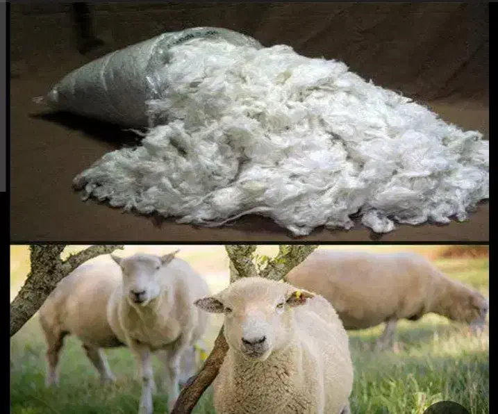 پشم گوسفند|لوازم خیاطی و بافتنی|تهران, گلستان (شهرک راه آهن)|دیوار