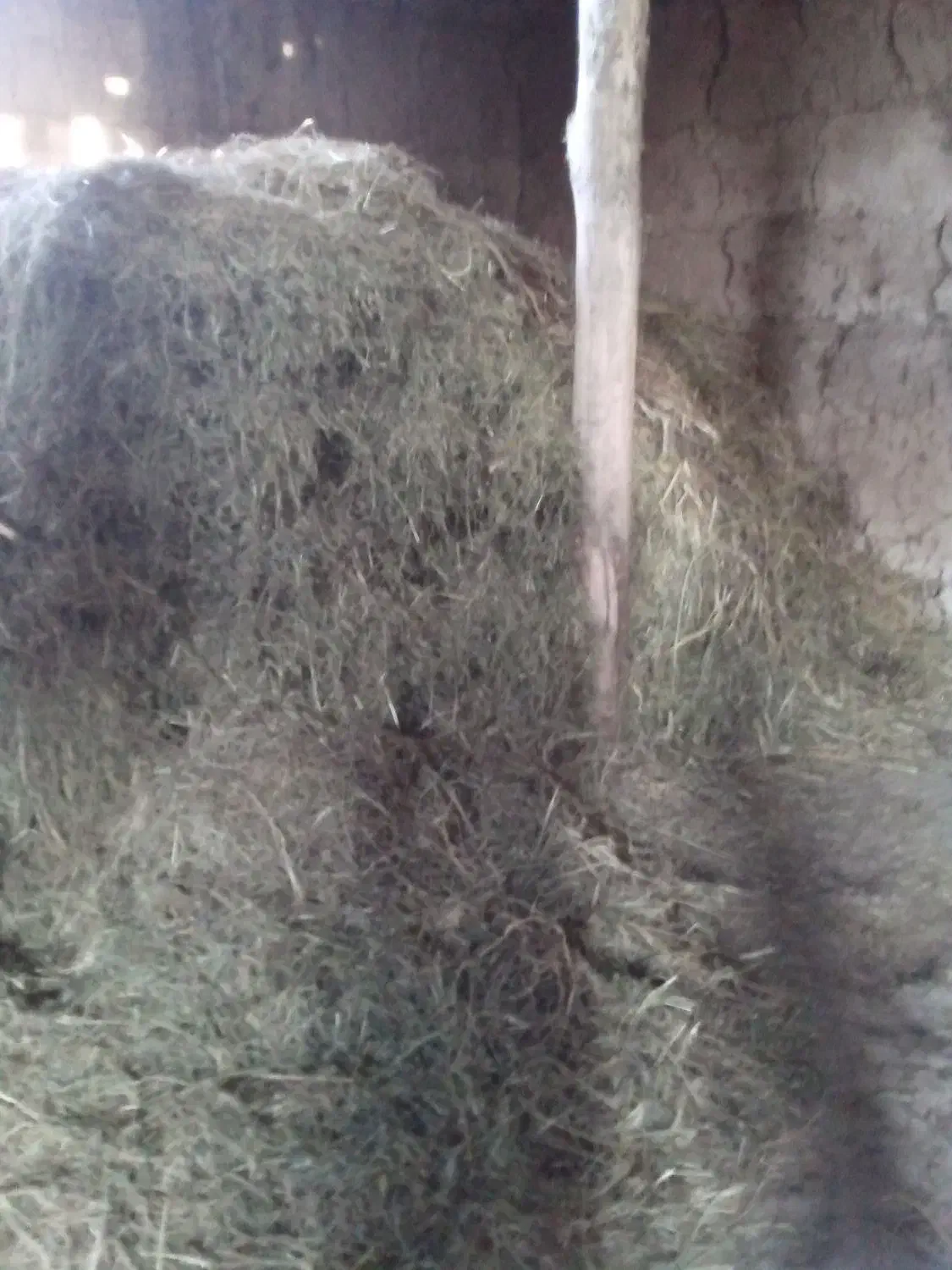 علوفه خرد شده وکاه|حیوانات مزرعه|صومای برادوست, |دیوار