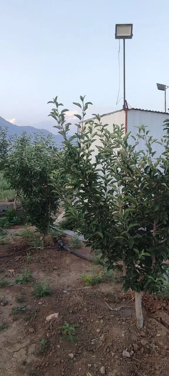 باغ۱۷۵۰متری|فروش دفتر صنعتی، کشاورزی، تجاری|کرمانشاه, |دیوار