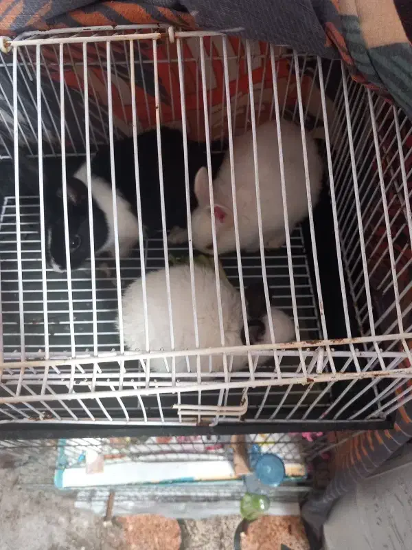 خرگوش|موش و خرگوش|رشت, سلیمانداراب|دیوار