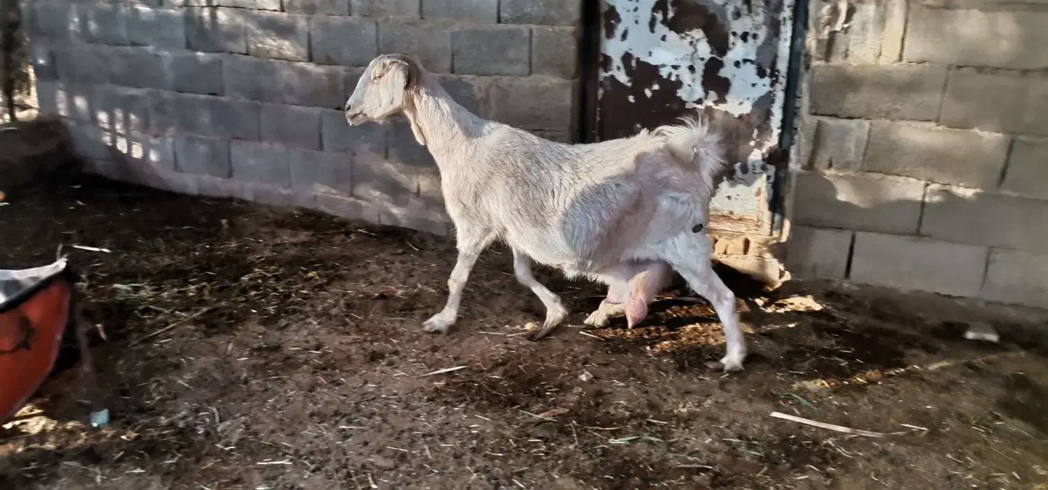 بز دو رگ پاکستانی ابستن سنگین دوقلوزا نزدیک|حیوانات مزرعه|طبس, |دیوار