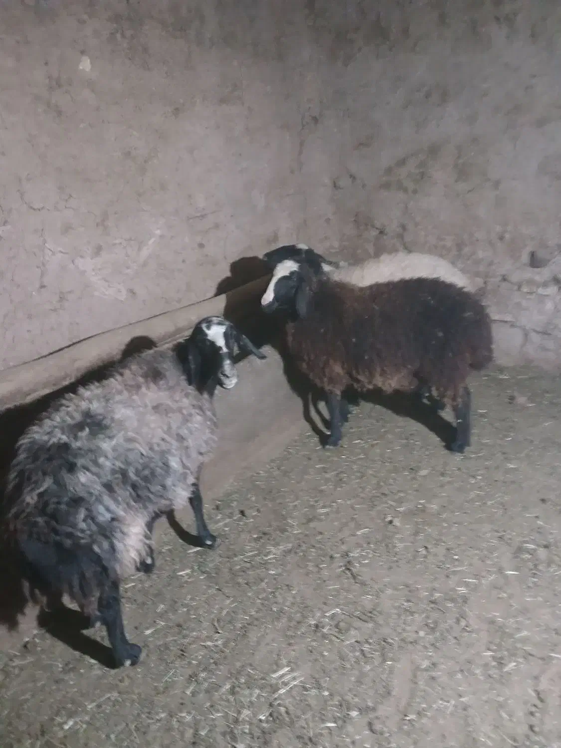 شیشک شالی|حیوانات مزرعه|رامند, |دیوار