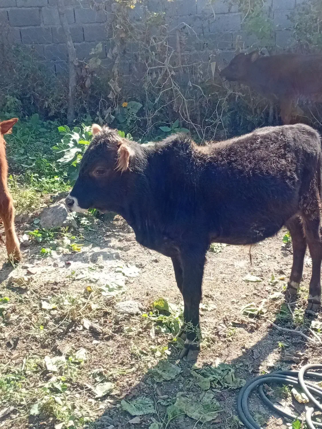 خریدارواقعی تماس بگیرد|حیوانات مزرعه|رامیان, |دیوار