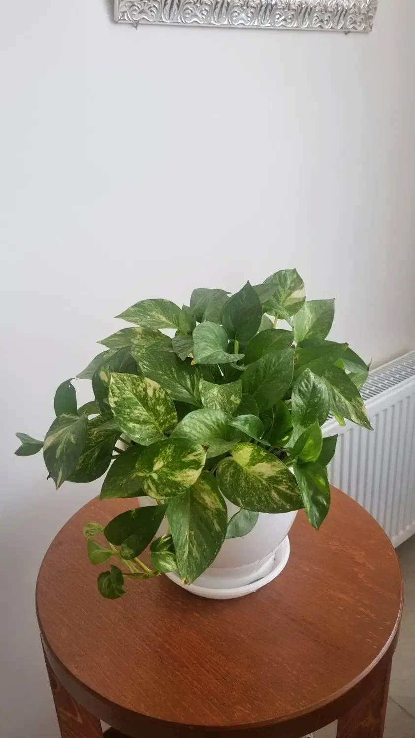 گل پتوس|گل و گیاه طبیعی|محمدشهر, جعفرآباد|دیوار