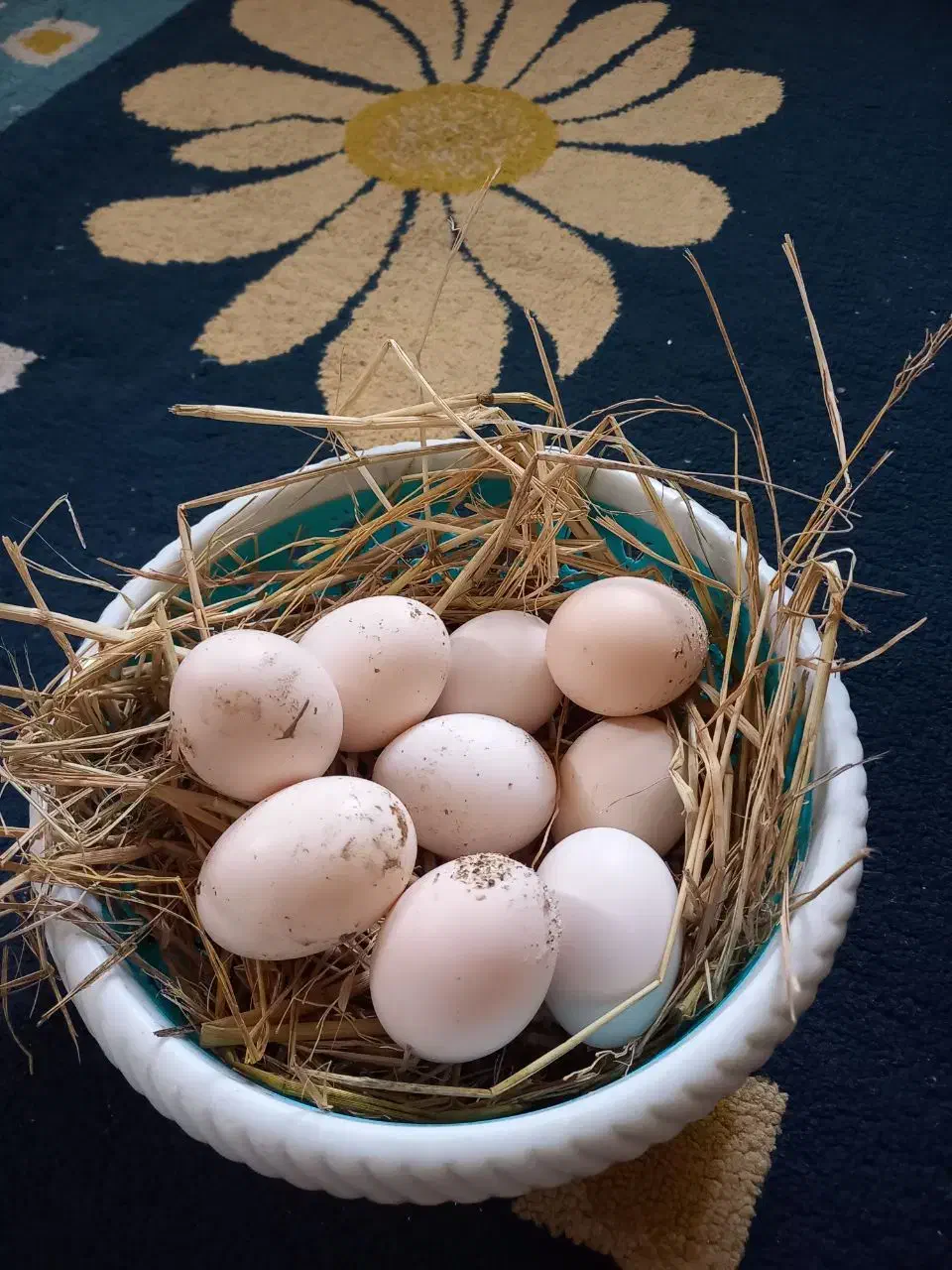 تخم نطفه دار گلین ریشو چهل تاج|حیوانات مزرعه|بهنمیر, |دیوار