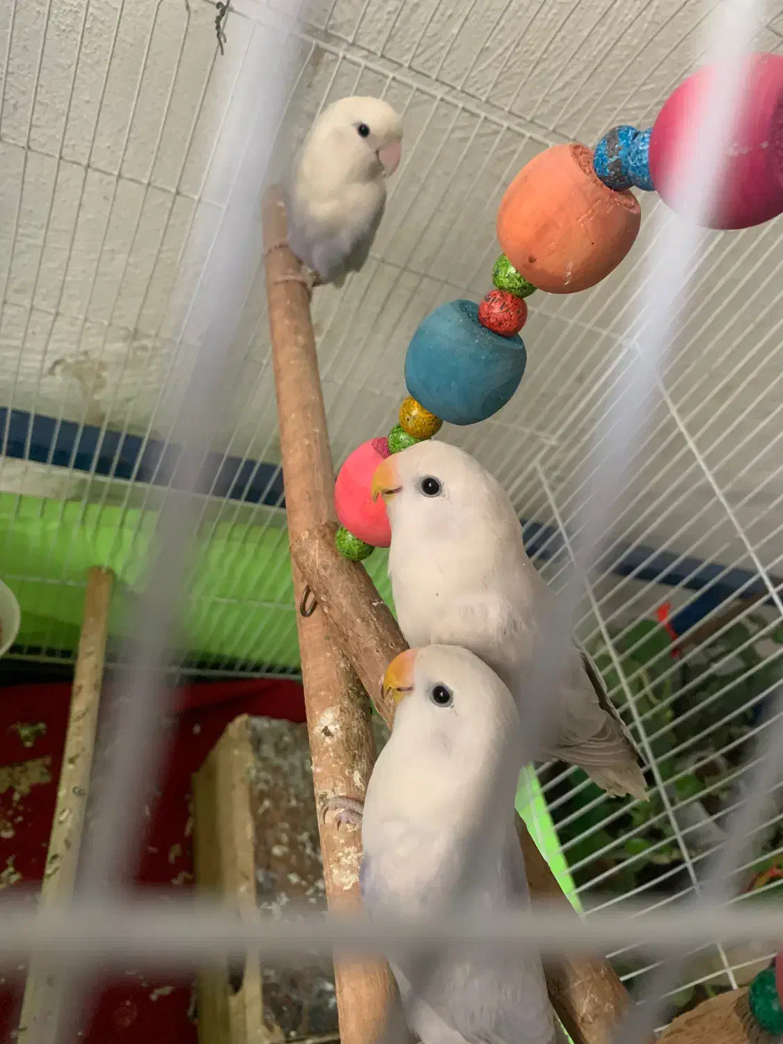 طوطی برزیلی|پرنده|قدس, شهر‌قدس|دیوار