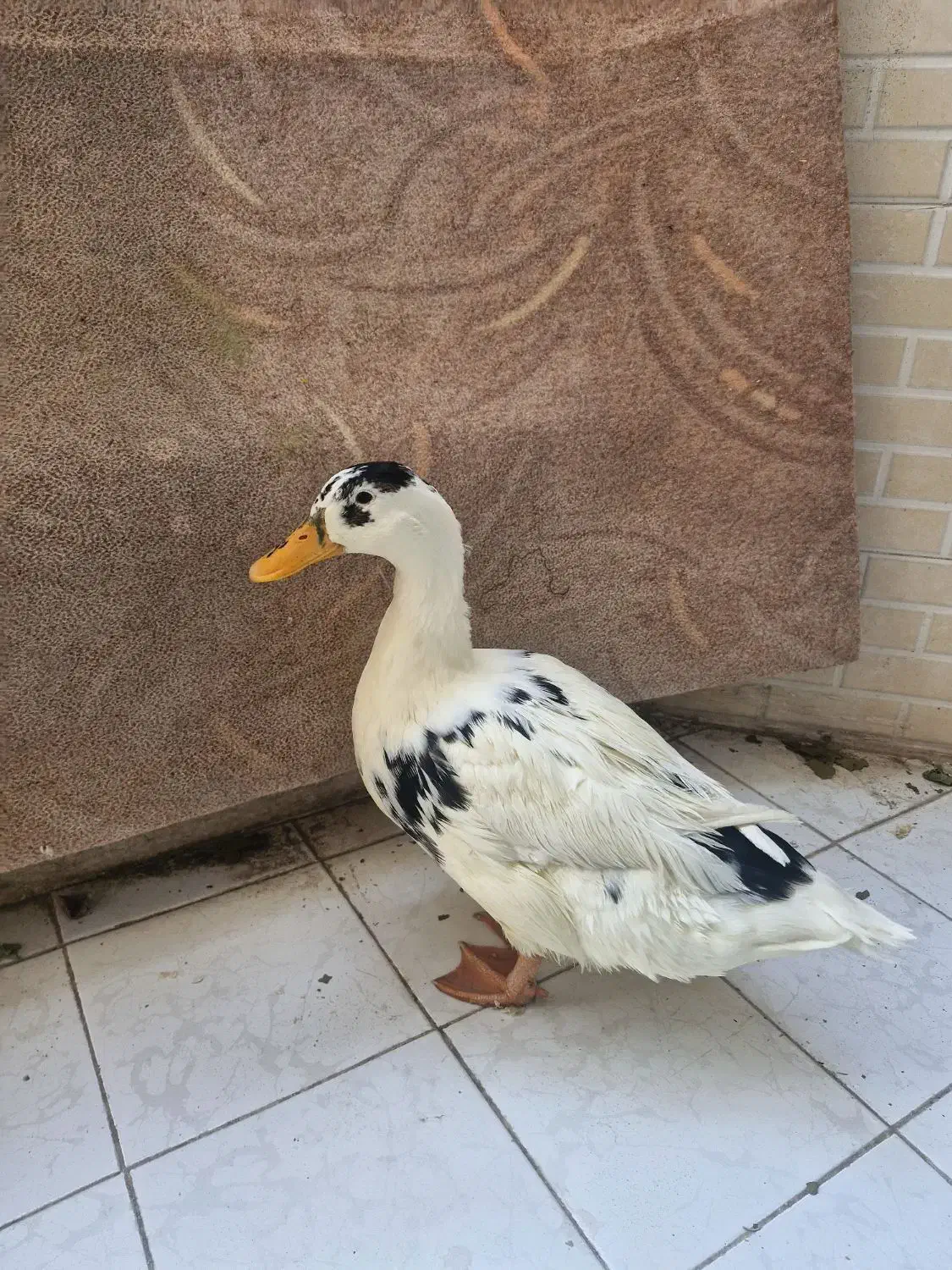 مرغابی ۵ستاره|حیوانات مزرعه|شیراز, زرهی|دیوار