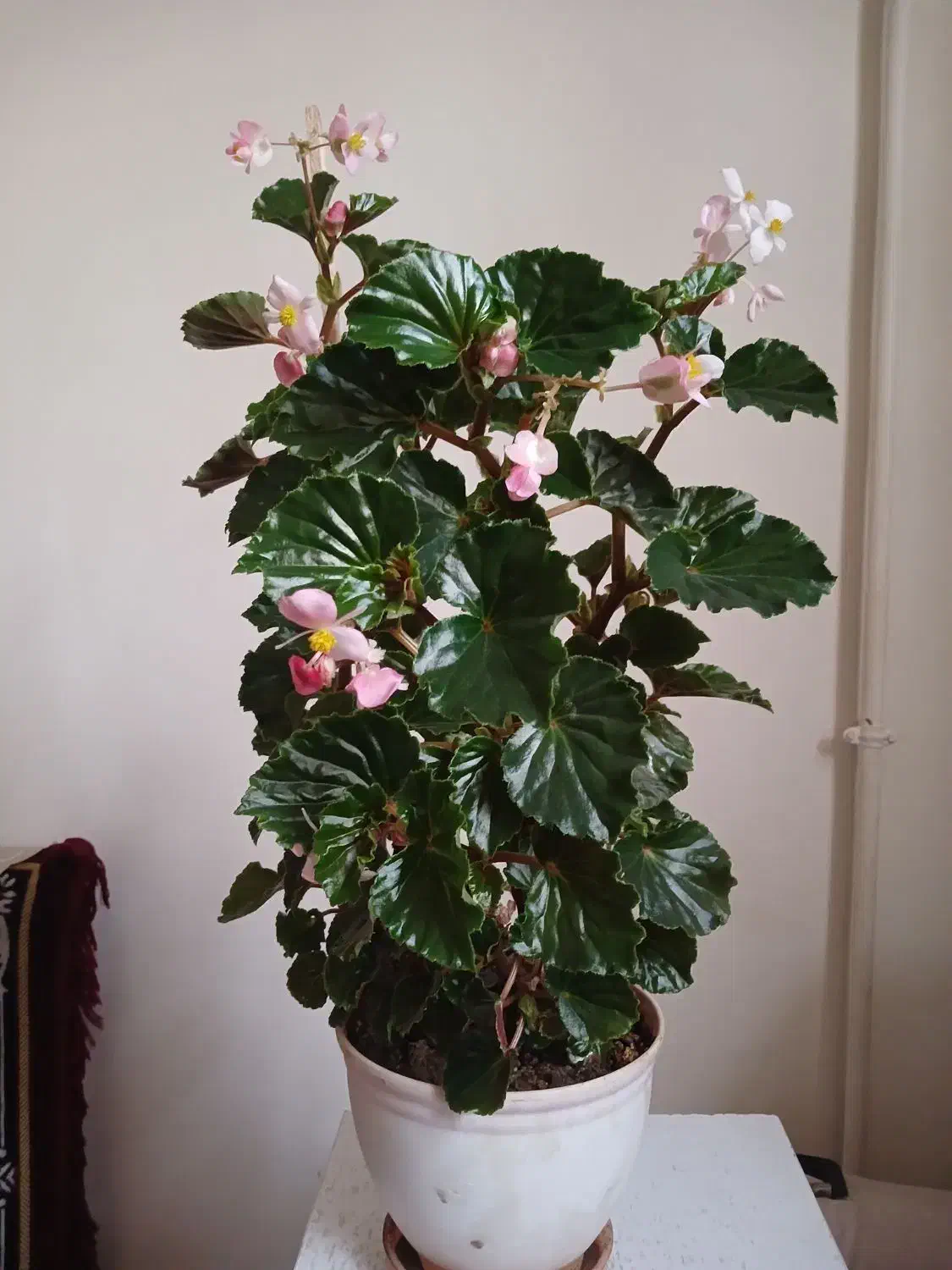 گل عروسی وگل خرفه|گل و گیاه طبیعی|ارومیه, |دیوار