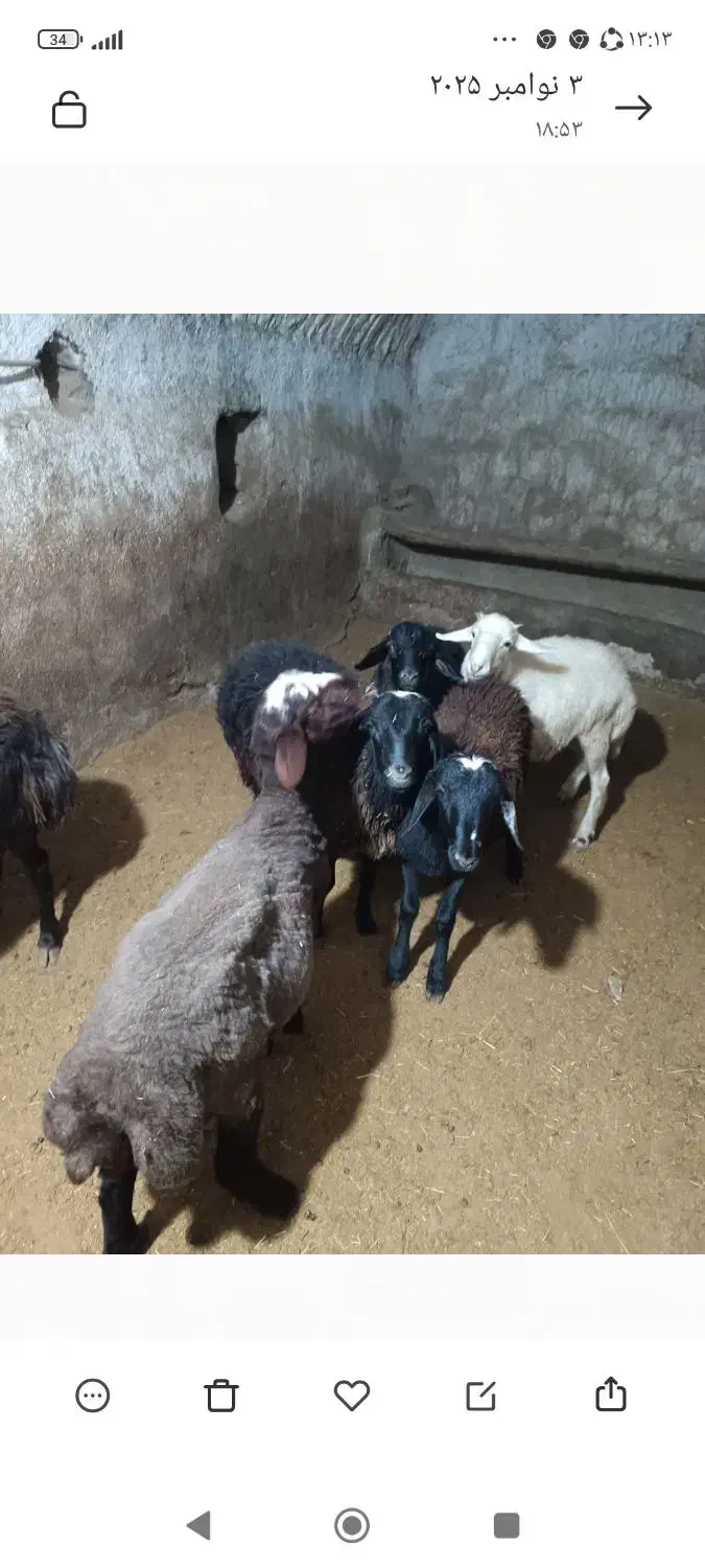 گوسفند نر کشتاری همدان رزن|حیوانات مزرعه|رزن, |دیوار