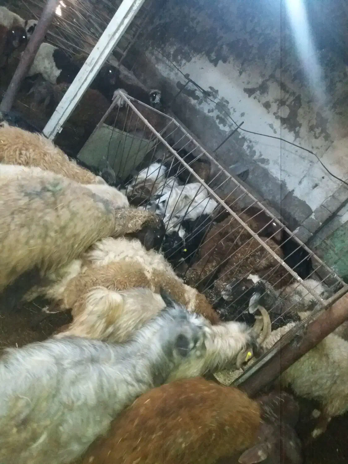 گوسفند|حیوانات مزرعه|ارومیه, |دیوار