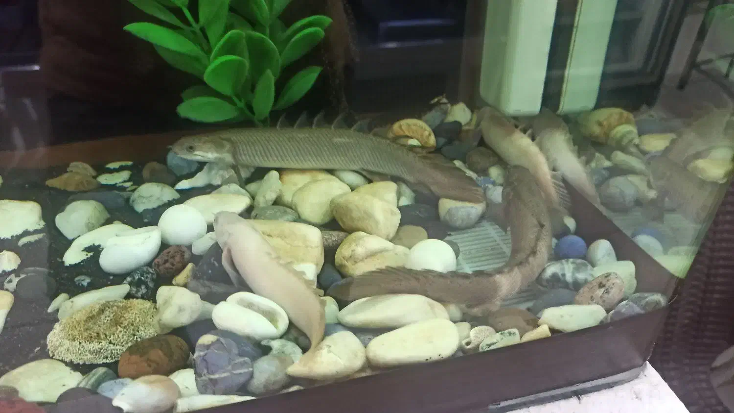 اکواریوم باماهی|ماهی|تهران, مهران|دیوار