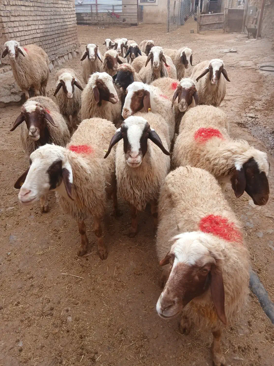 گوسفند|حیوانات مزرعه|کرمانشاه, |دیوار