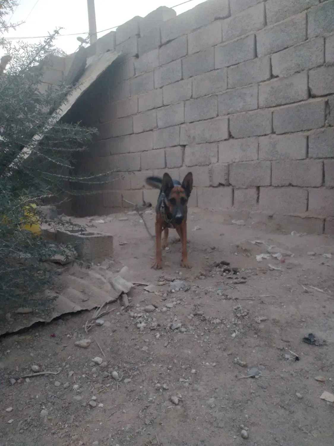 سگ فروشی|سگ|ایرانشهر, |دیوار