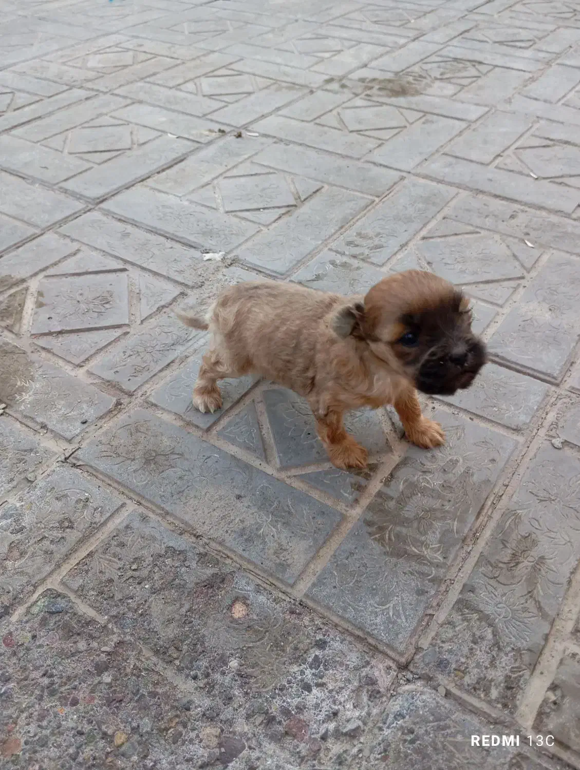 سگ پاه کوتاه|سگ|بم, |دیوار