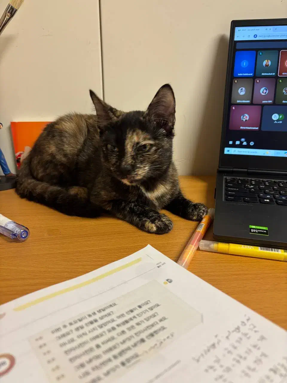 گربه کالیکو|گربه|بندر انزلی, پاسداران|دیوار