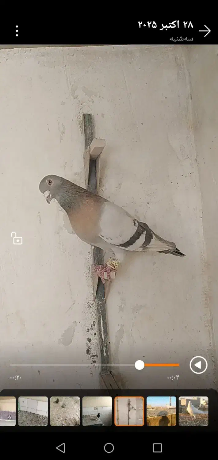 سوسنی وگلی|پرنده|مرودشت, ثبت احوال|دیوار