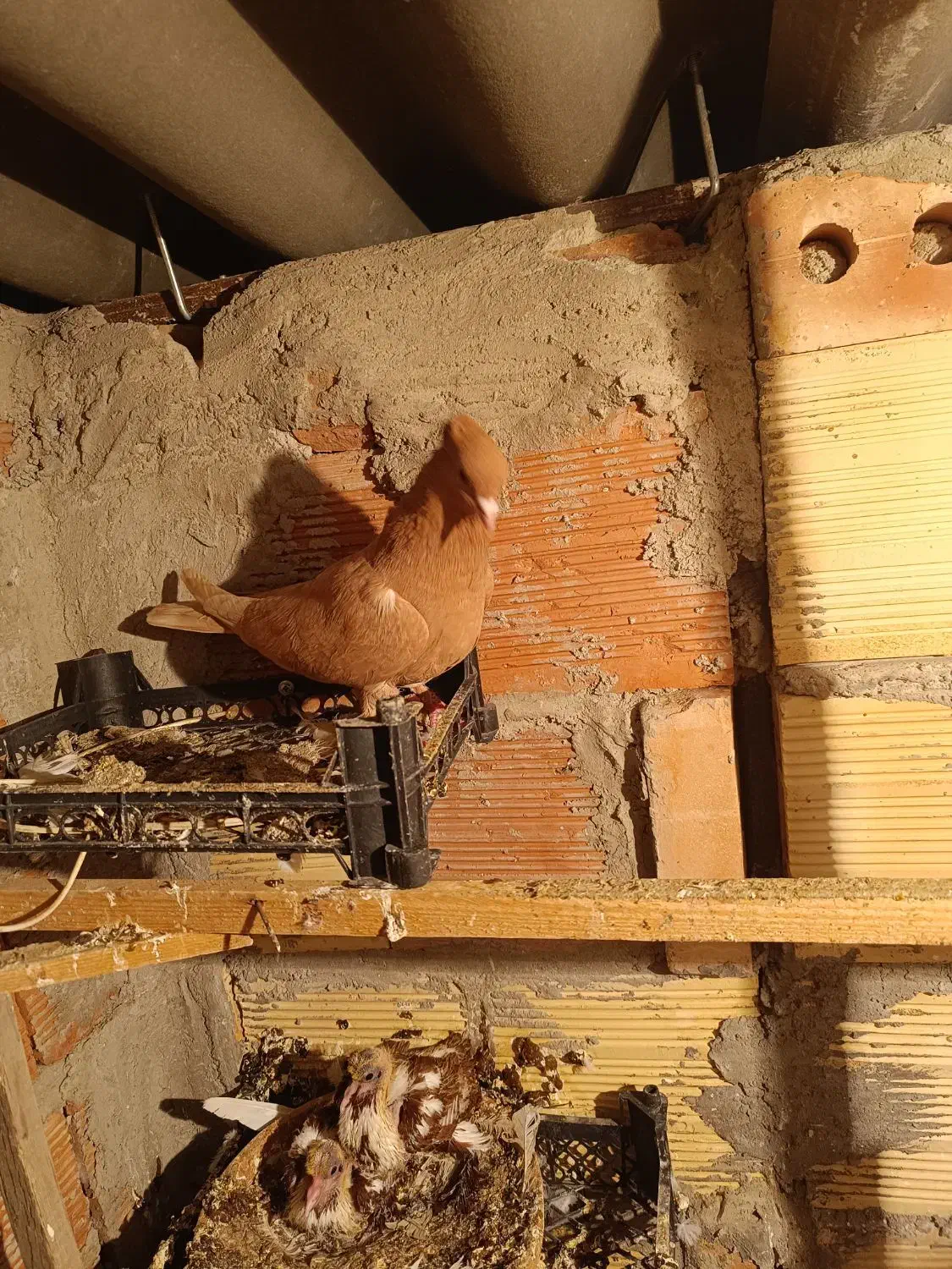 مایا|پرنده|اردبیل, |دیوار