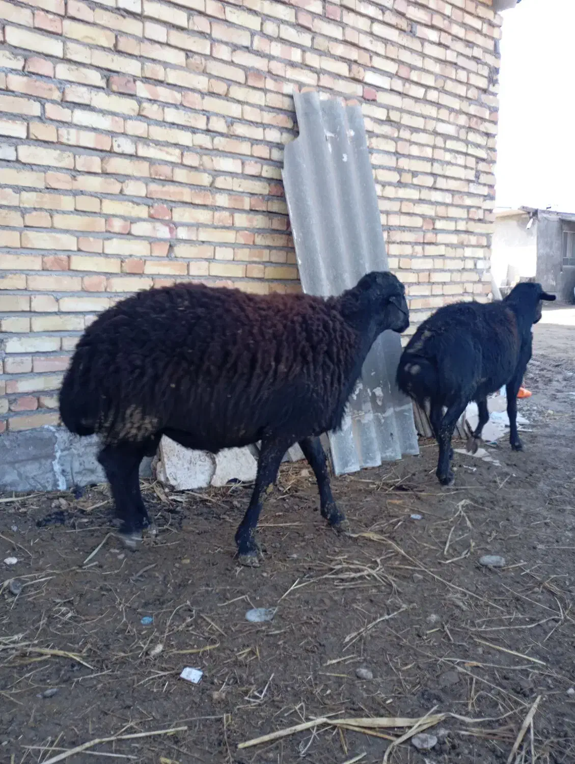 قوچ قره قزل ۳ساله|حیوانات مزرعه|ماهنشان, |دیوار