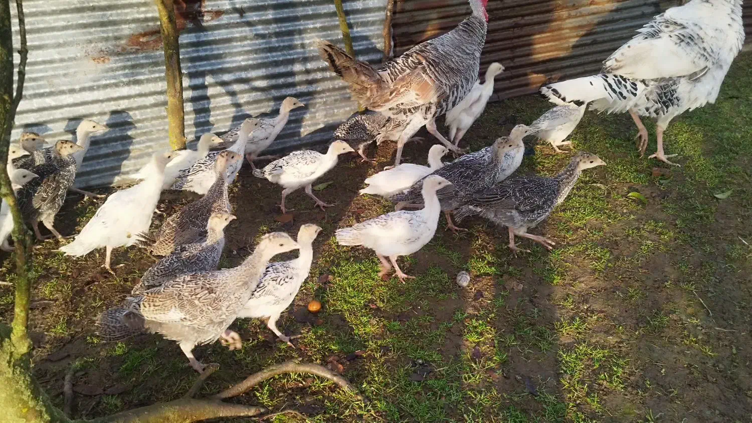 جوجه بوقلمون|حیوانات مزرعه|رودسر, |دیوار