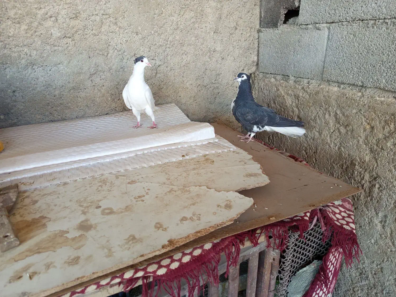 دمگیر دوبحر|پرنده|اصفهان, ارداجی|دیوار