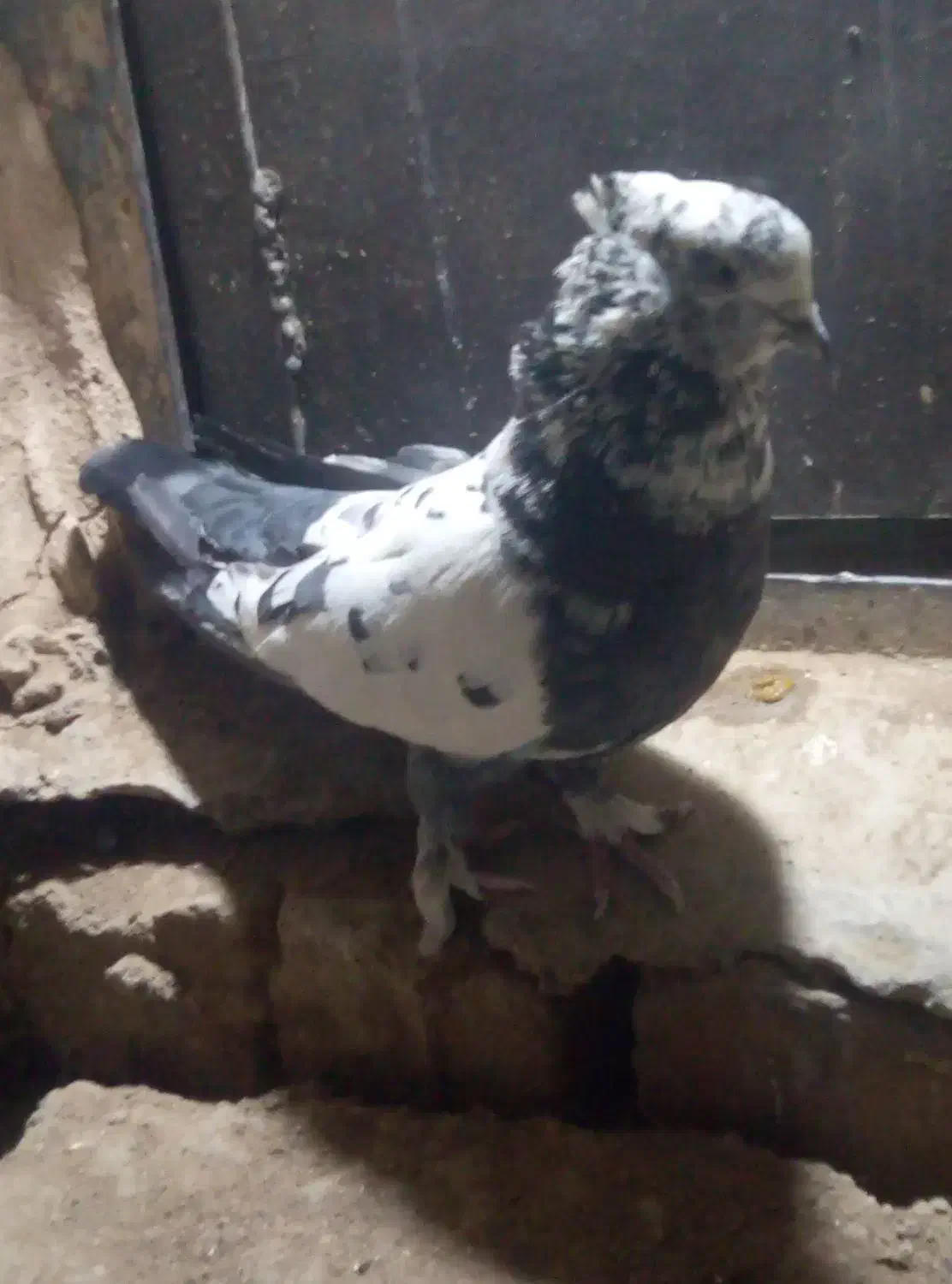 کبوتر|پرنده|خمینی‌شهر, |دیوار