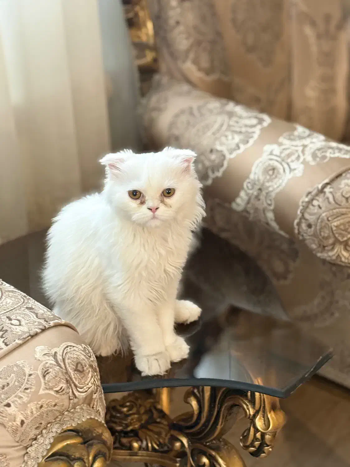 گربه اسکاتیش پرشین|گربه|تبریز, |دیوار