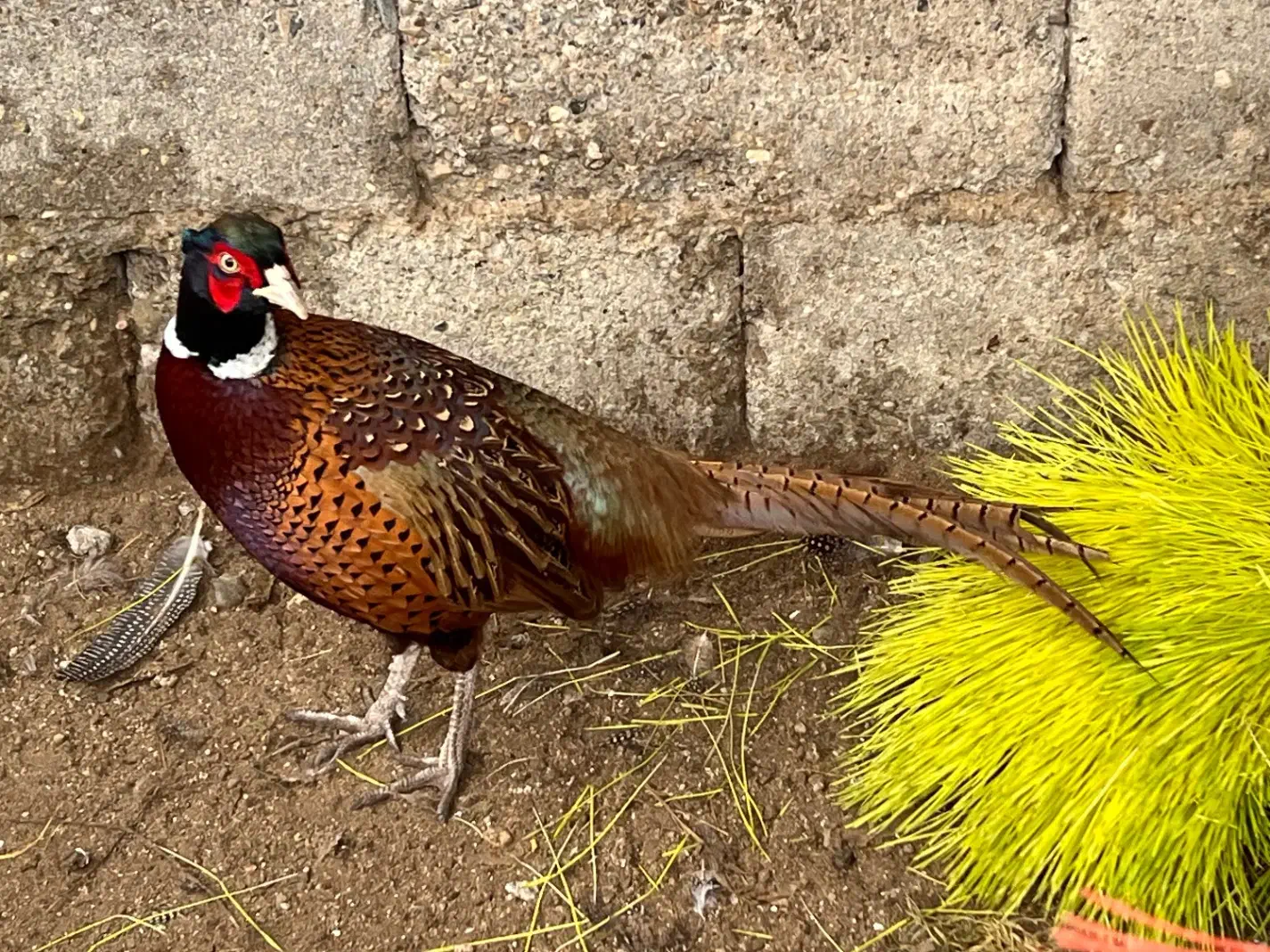 مرغ خارجی ق ر ق ا و ول|حیوانات مزرعه|رشت, پسیخان|دیوار