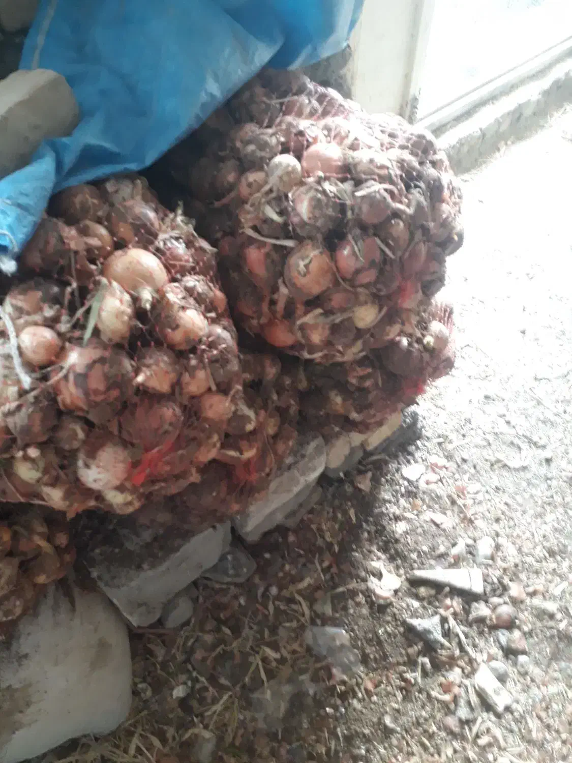 فروش پیاز|حراج|دورود, |دیوار