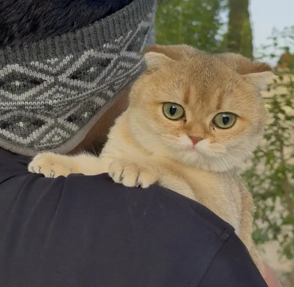 فروش دو گربه ny11|گربه|کرج, گوهردشت|دیوار