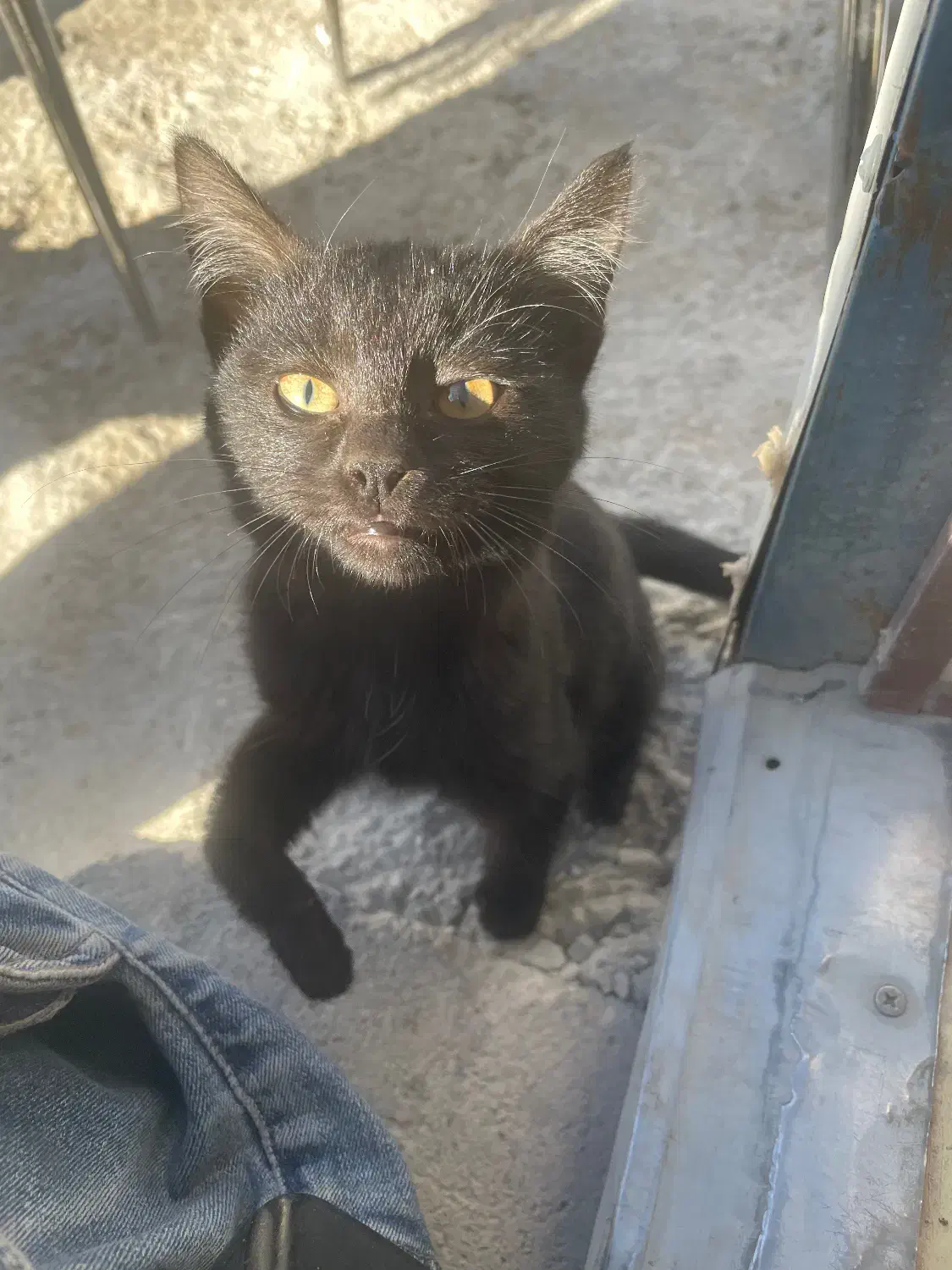 گربه سیاه|گربه|اردبیل, |دیوار