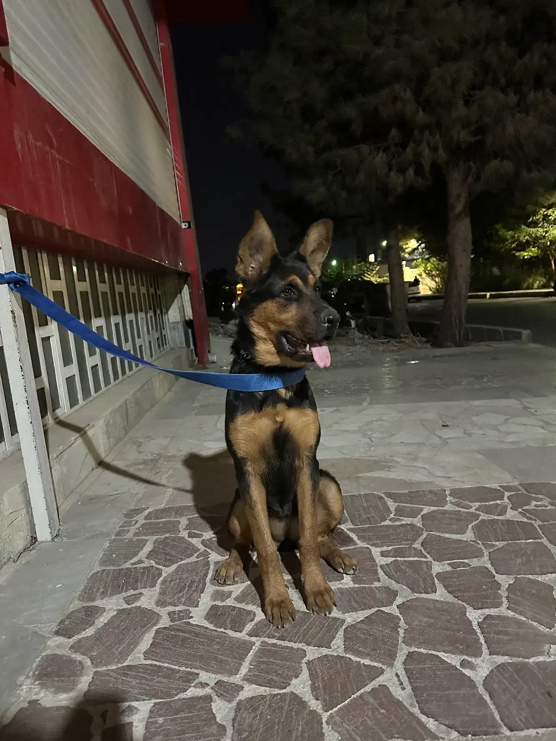 واگذاری سگ|سگ|فردیس, شهرک ناز|دیوار