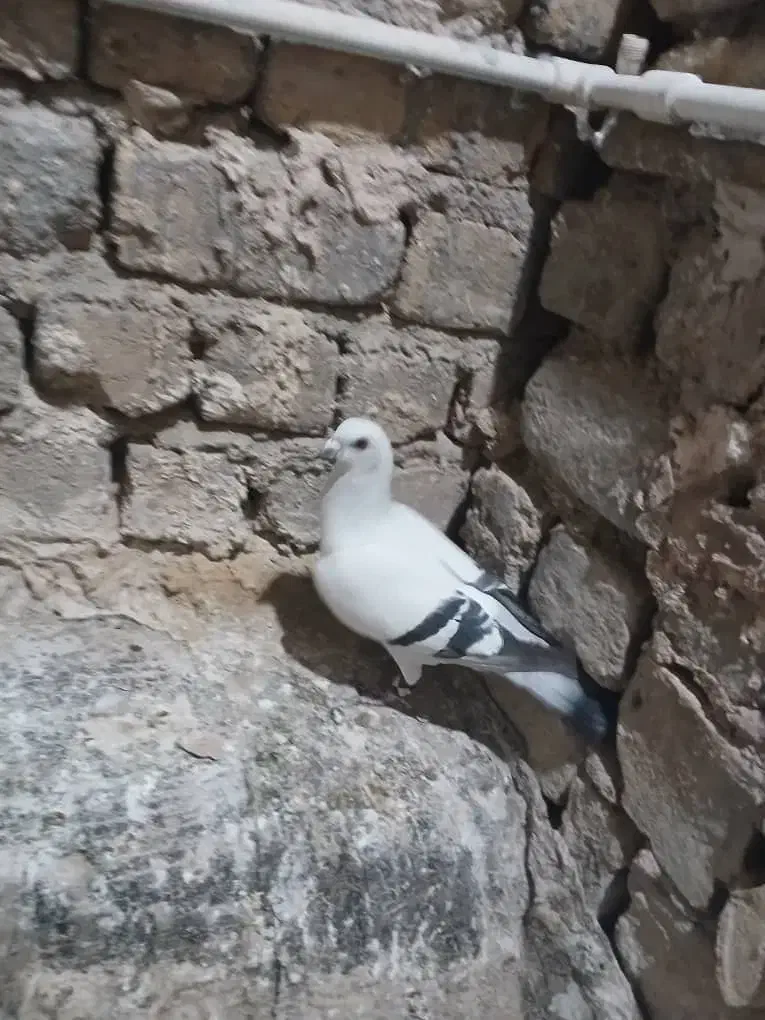 گمشده|حیوانات|قم, دروازه ری|دیوار