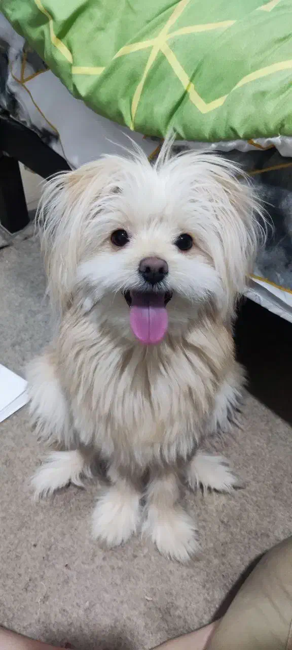 پامر خرسی میکس شیتزو|سگ|شاهینشهر, شهرک میلاد|دیوار