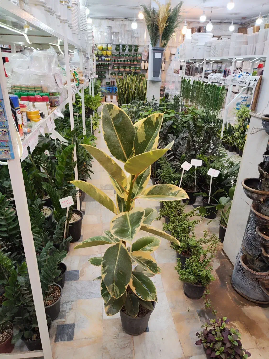 گل آپارتمانی فیکوس بلند زاموفیلیا کوکوپیت قاشقی|گل و گیاه طبیعی|قم, ولیعصر|دیوار