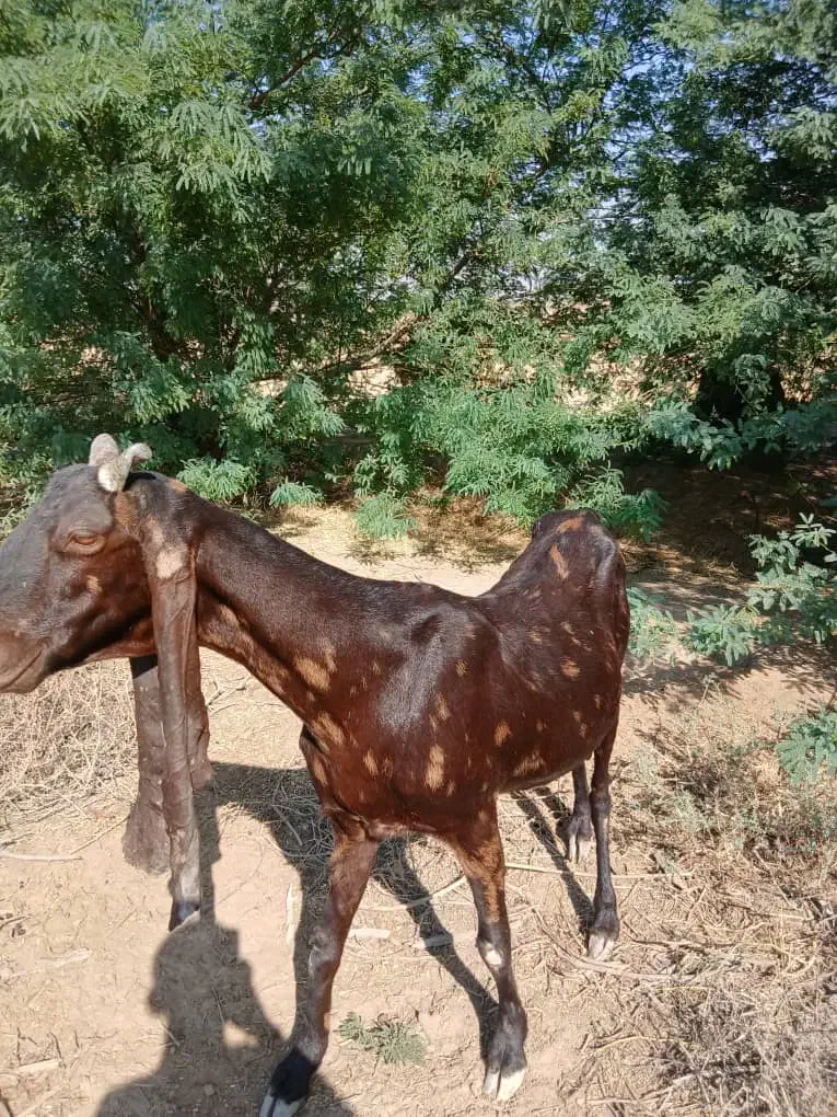 بز پاکستانی|حیوانات مزرعه|اهواز, علی آباد|دیوار