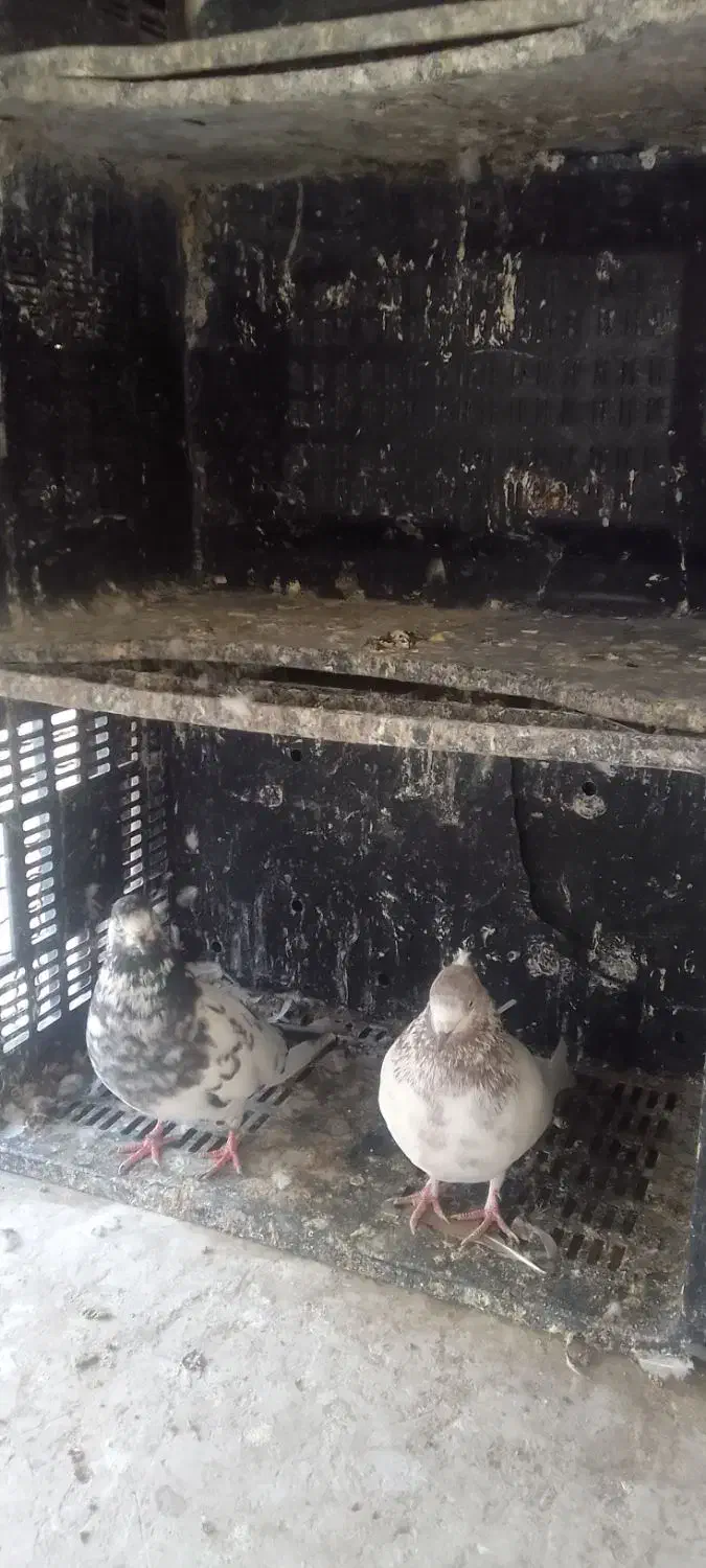 نرو ماده دهن جور|پرنده|شاهرود, |دیوار