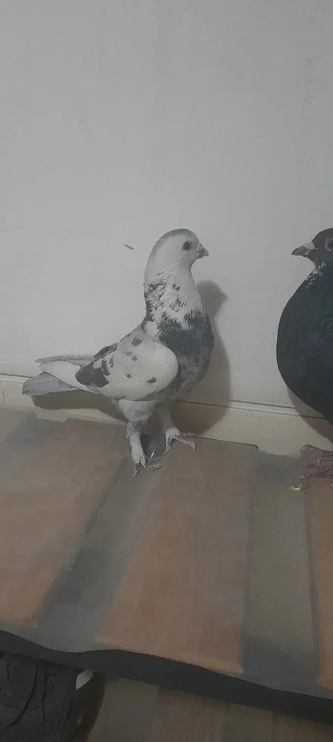 کفتر شهرستانی|پرنده|چهاردانگه (تهران), |دیوار